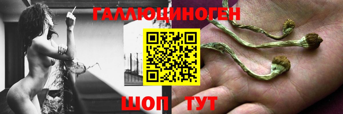 Псилоцибиновые грибы GOLDEN TEACHER  дарнет шоп  Красноармейск  Галлюциногенные грибы MAGIC MUSHROOMS  Вход с VPN 